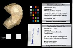 Foto (Objekt + Etikett) von Pithonoton sp.  (NHMW-GEO-1990-0041-3214)